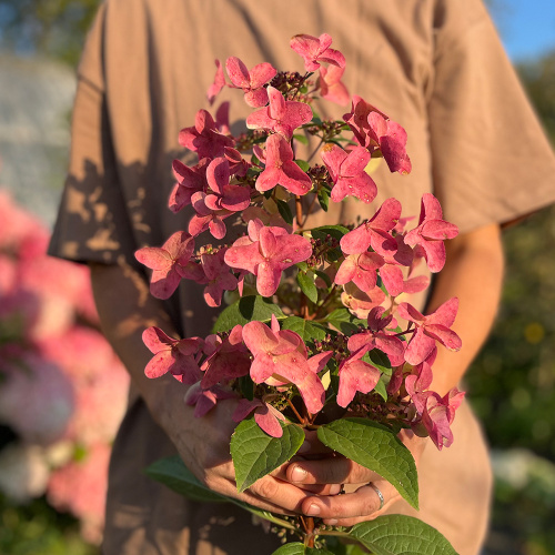 Гортензия Вимс Ред